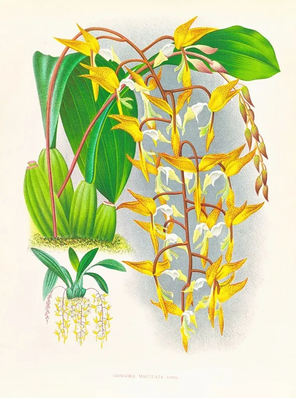 Gongora Maculata Wall Art by Jean Jules Linden - High-Resolution Digital Print