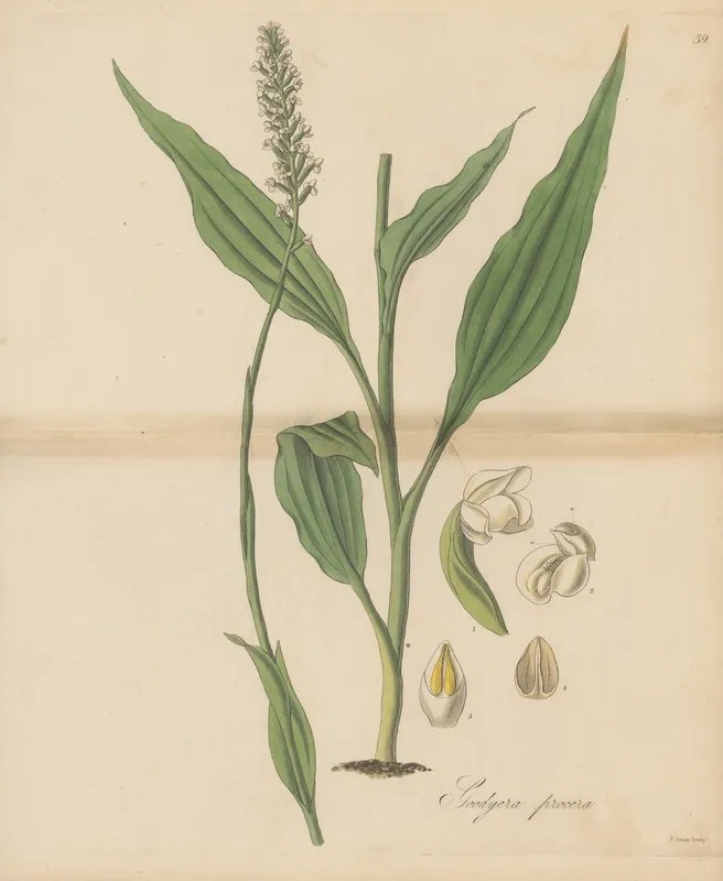 Goodyera Procera Wall Art by William Jackson Hooker - High-Resolution Digital Print