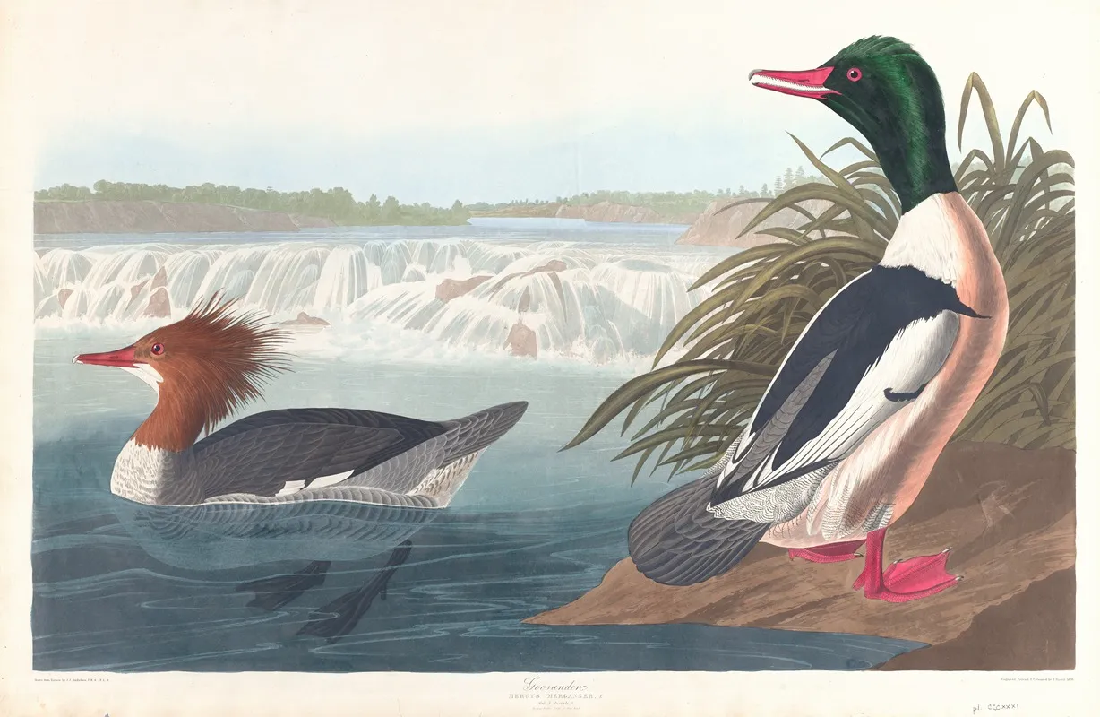 Goosander 2 Wall Art by John James Audubon - High-Resolution Digital Print