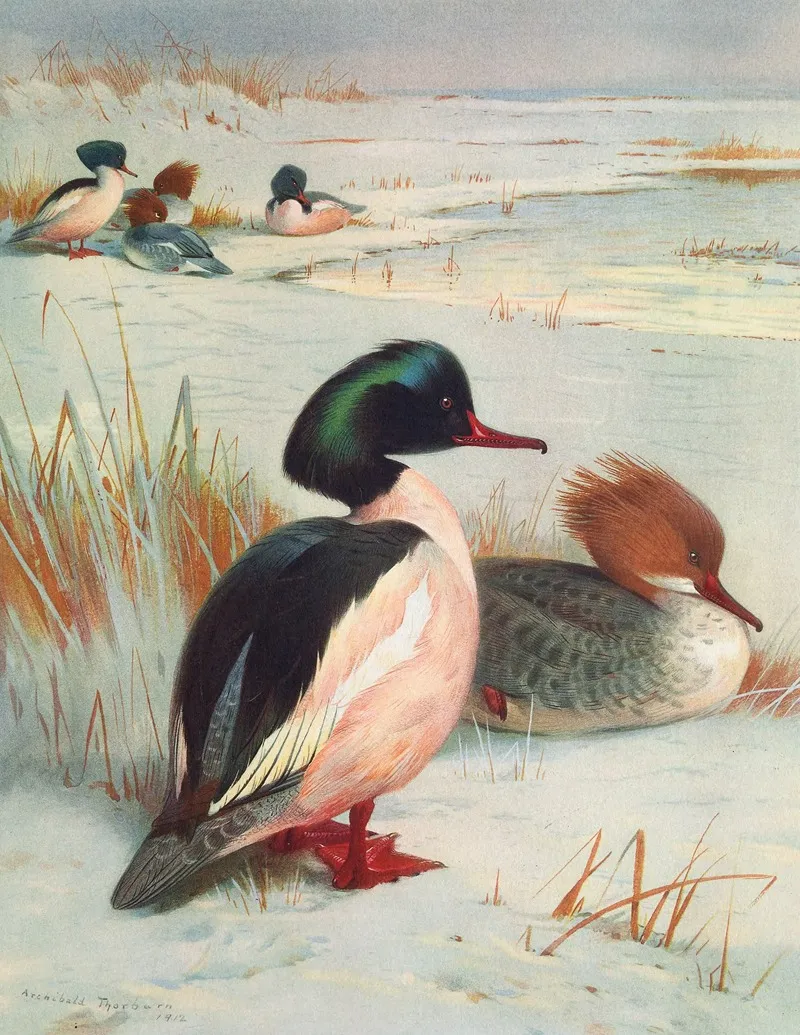 Goosander Wall Art by Archibald Thorburn - High-Resolution Digital Print
