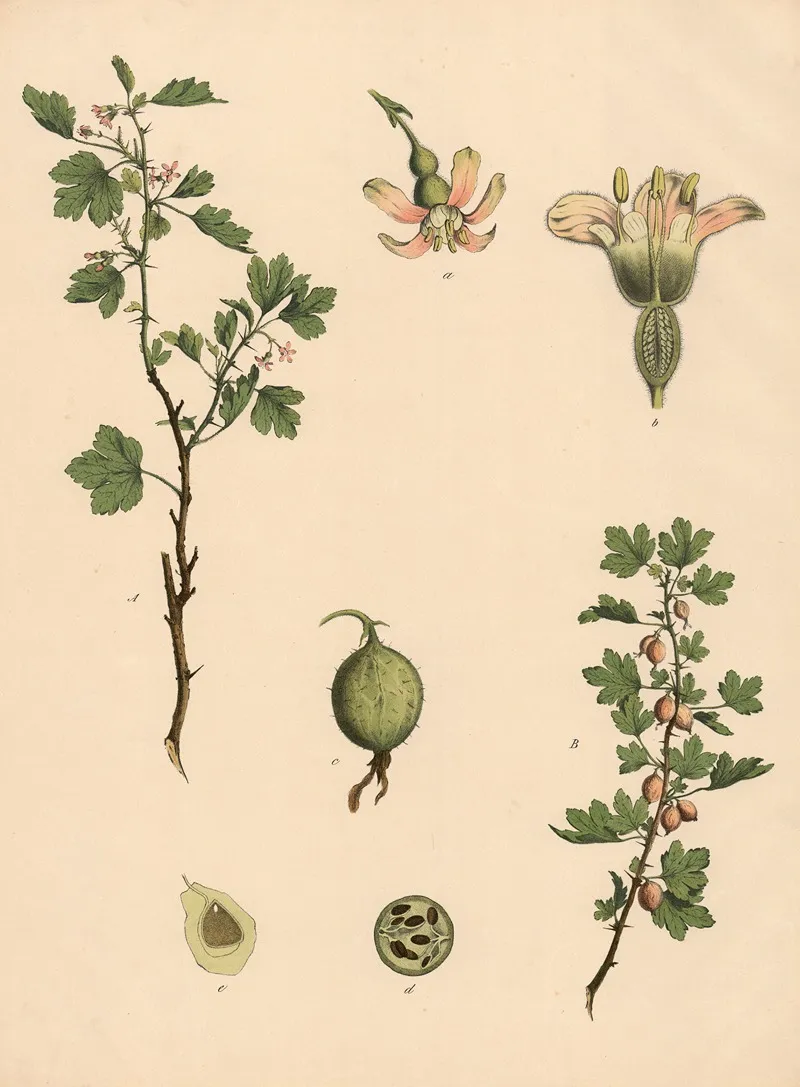 Gooseberry 2 Wall Art by Franz Engleder - High-Resolution Digital Print