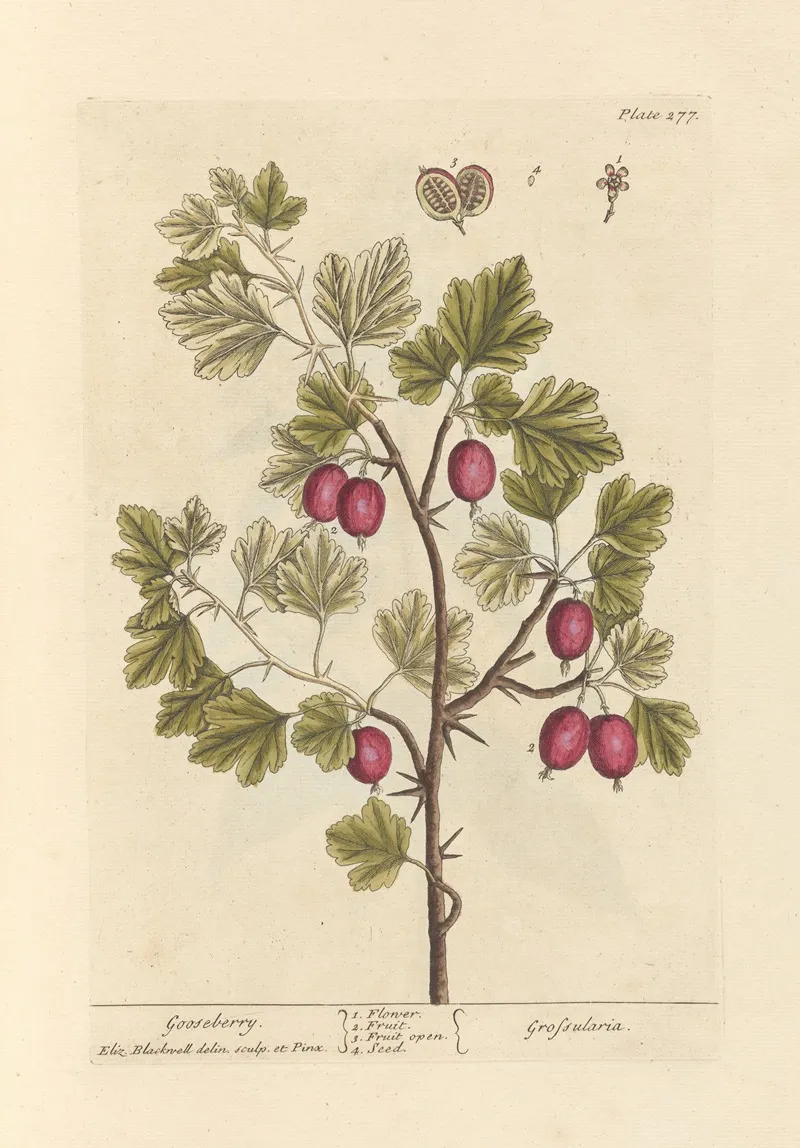 Gooseberry Wall Art by Elizabeth Blackwell - High-Resolution Digital Print