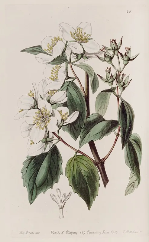 Gordons Philadelphus Wall Art by Sydenham Edwards - High-Resolution Digital Print