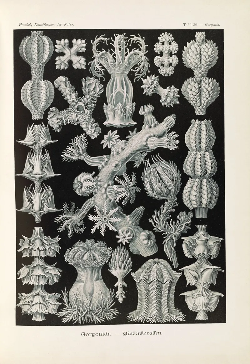 Gorgonida Rindenkorallen Wall Art by Ernst Haeckel - High-Resolution Digital Print