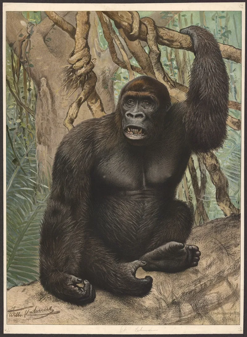 Gorilla 5 Wall Art by Wilhelm Kuhnert - High-Resolution Digital Print