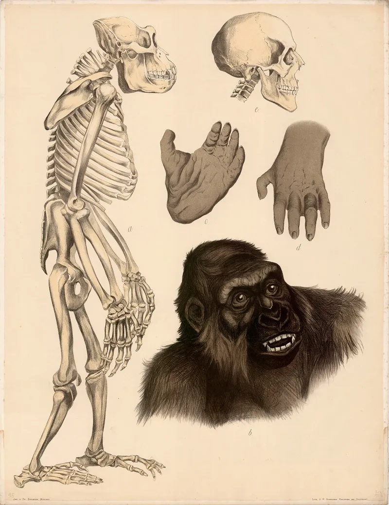 Gorilla Troglodytes Gorilla A Skelett B Kopfstuck In Naturl Grosse C Hinterhand D Vorderhand E Scha Wall Art by Franz Engleder - High-Resolution Digital Print