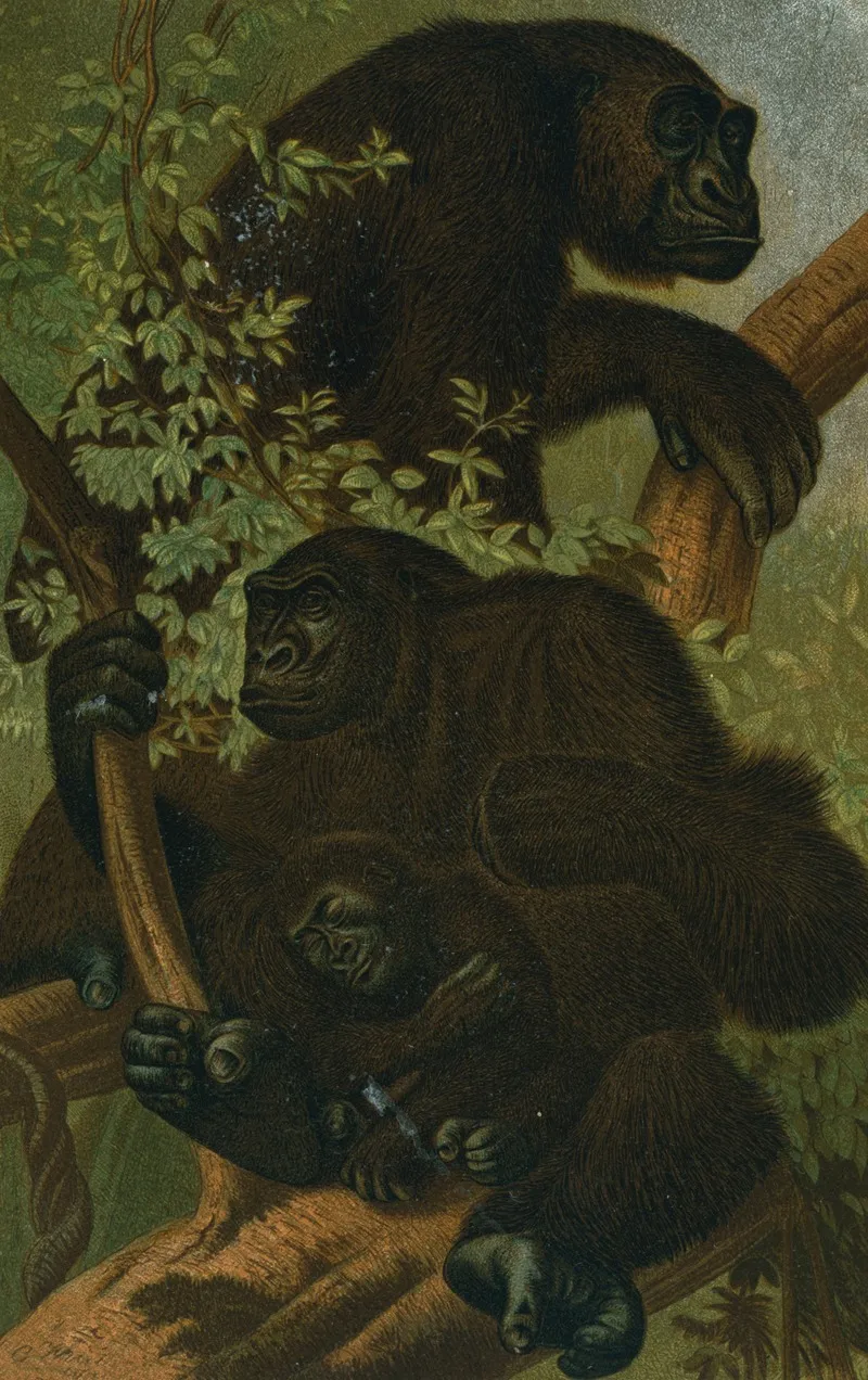 Gorilla Wall Art by John George Wood - High-Resolution Digital Print
