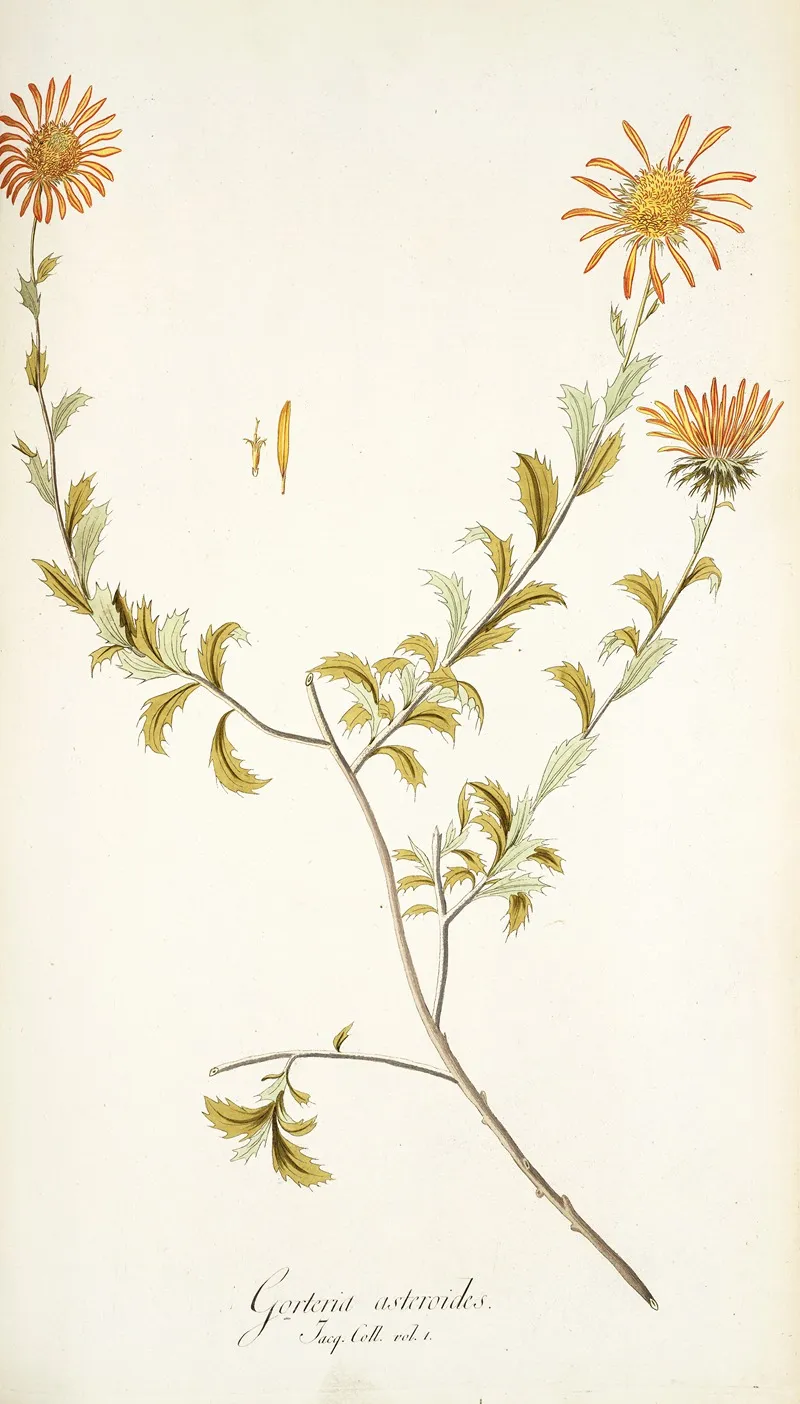 Gorteria Asteroides Wall Art by Nikolaus Joseph Freiherr von Jacquin - High-Resolution Digital Print