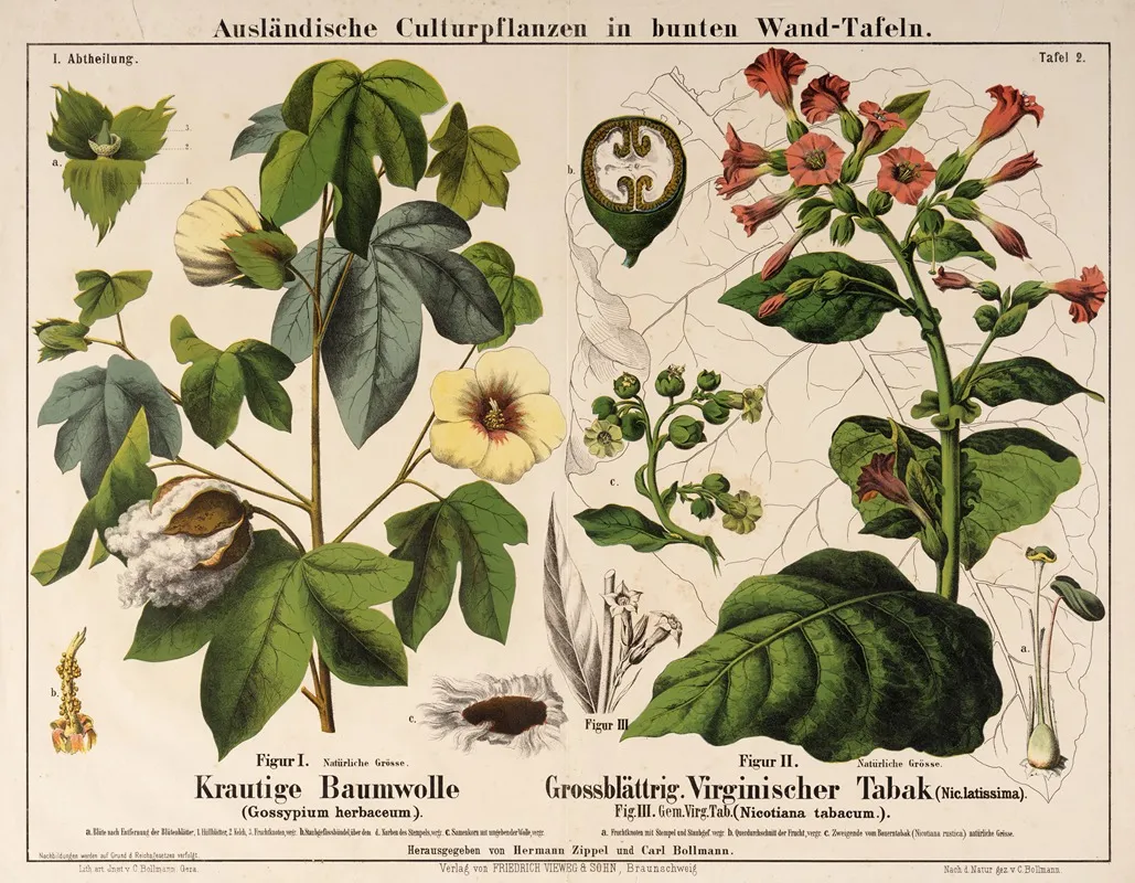 Gossypium Herbaceum Nicotiana Latissima Nicotiana Tabacum Katoenplant Tabaksplanten Wall Art by Hermann Zippel - High-Resolution Digital Print