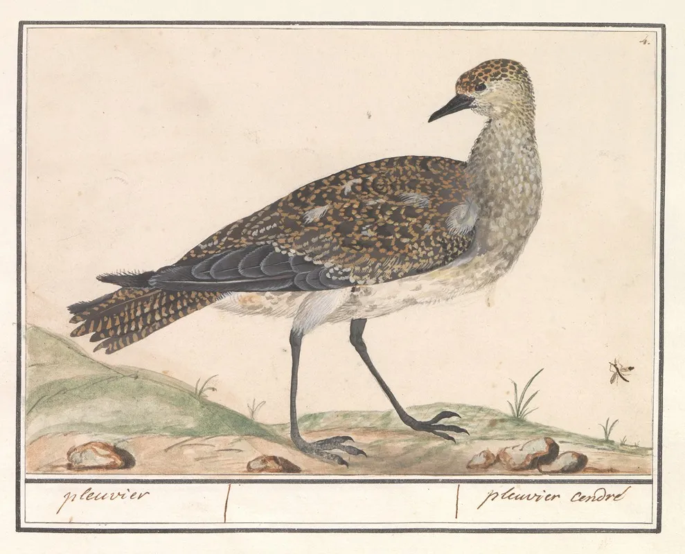 Goudplevier Pluvialis Apricaria 2 Wall Art by Anselmus Boëtius de Boodt - High-Resolution Digital Print