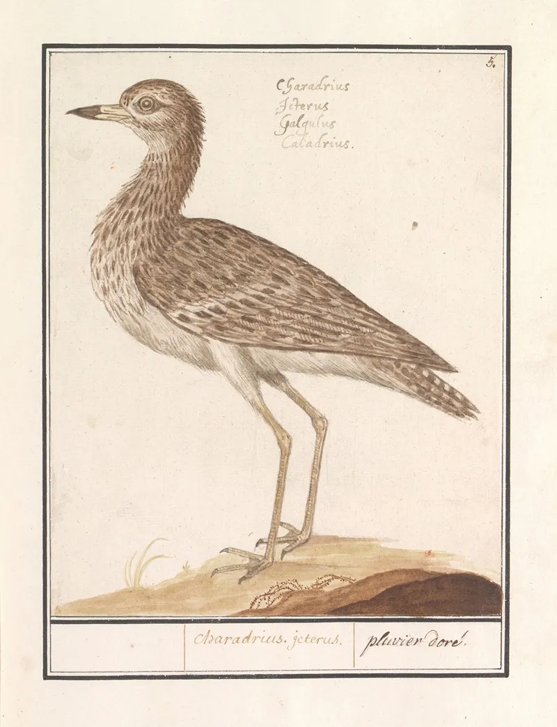 Goudplevier Pluvialis Apricaria 3 Wall Art by Anselmus Boëtius de Boodt - High-Resolution Digital Print