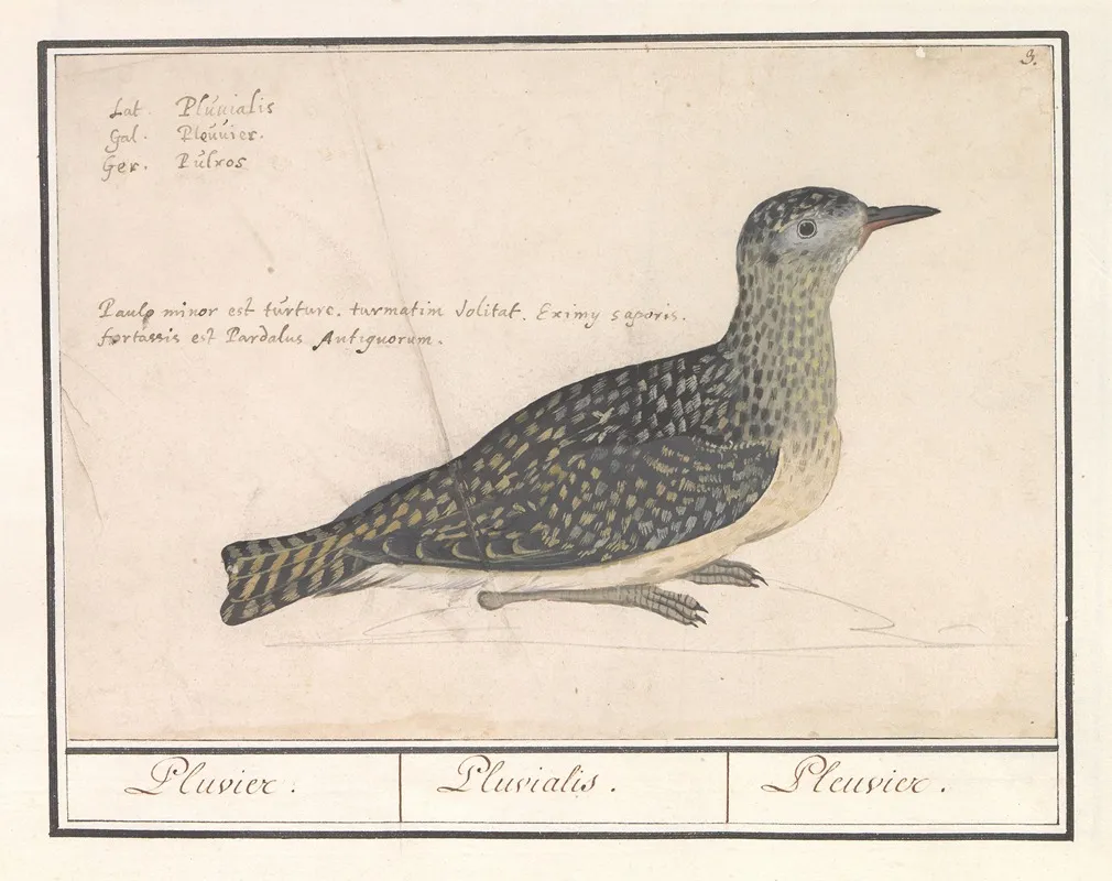 Goudplevier Pluvialis Apricaria Wall Art by Anselmus Boëtius de Boodt - High-Resolution Digital Print