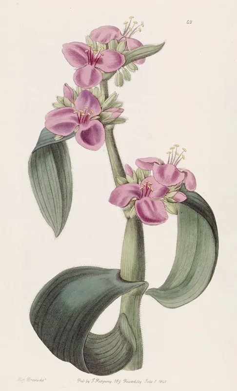 Gouty Jointed Spiderwort Wall Art by Sydenham Edwards - High-Resolution Digital Print