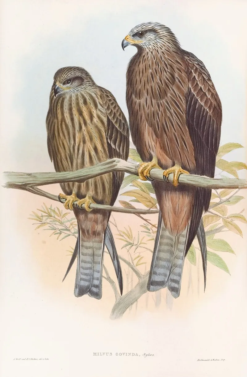 Govinda Kite Wall Art by John Gould - High-Resolution Digital Print