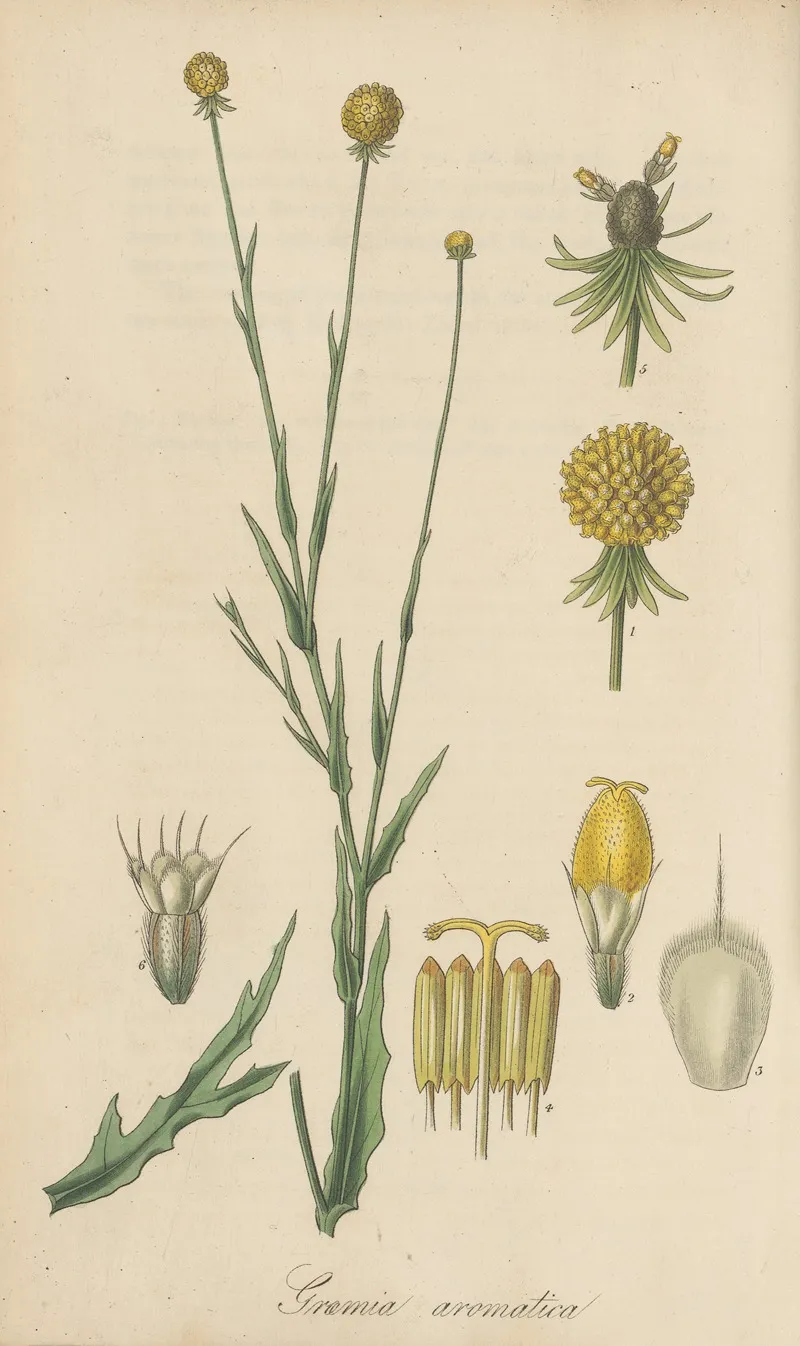 Graemia Aromatica Wall Art by William Jackson Hooker - High-Resolution Digital Print