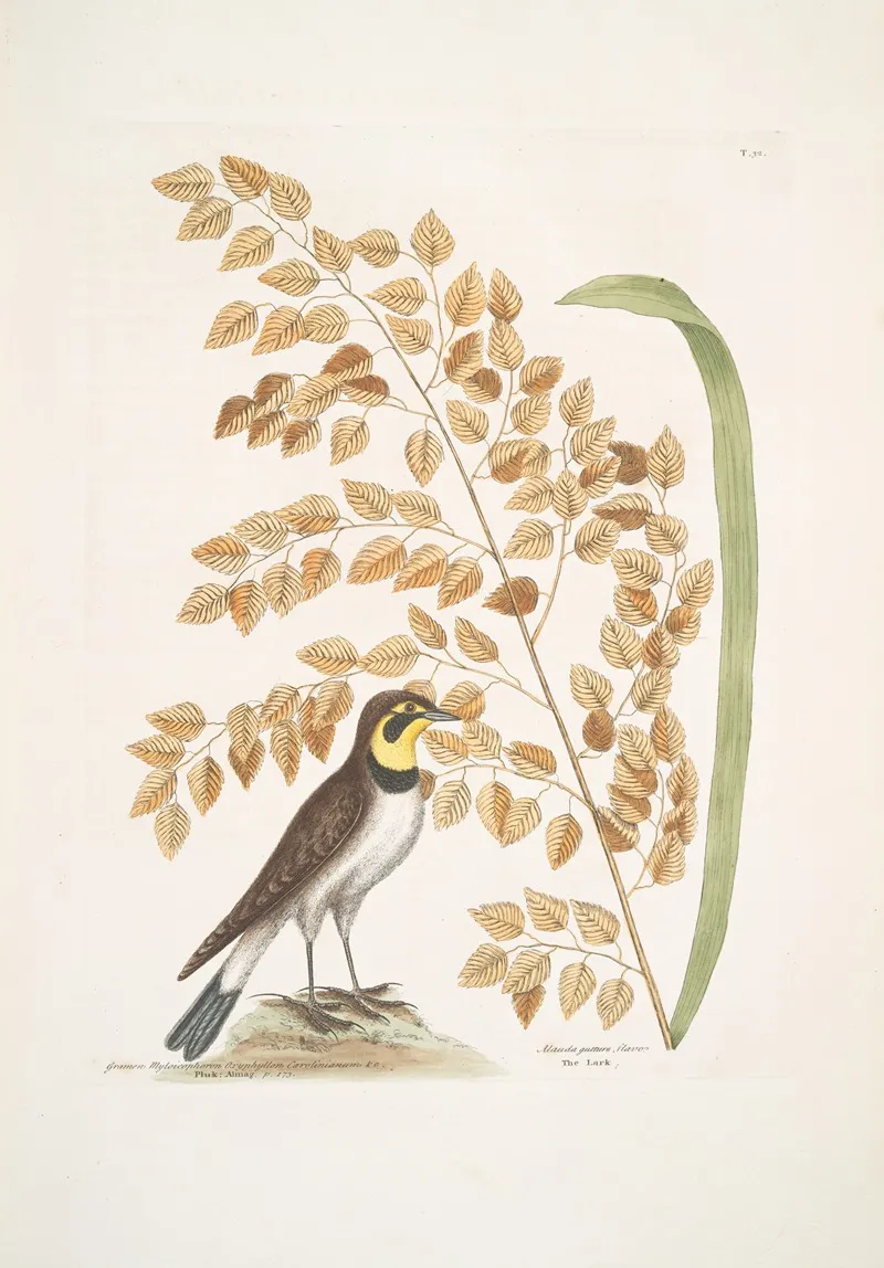 Gramen Myloicophoron Oxyphyllon Carolinianum The Sea Side Oat Alauda Gutture Flavo The Lark Wall Art by Mark Catesby - High-Resolution Digital Print