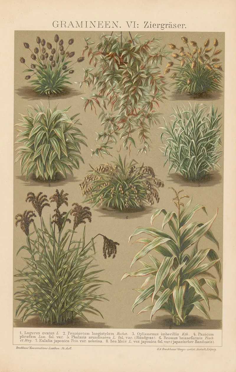 Gramineen Wall Art by F.A. Brockhaus - High-Resolution Digital Print
