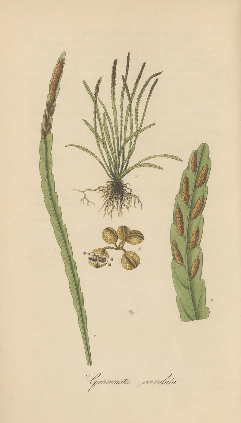 Grammitis Serrulata Wall Art by William Jackson Hooker - High-Resolution Digital Print