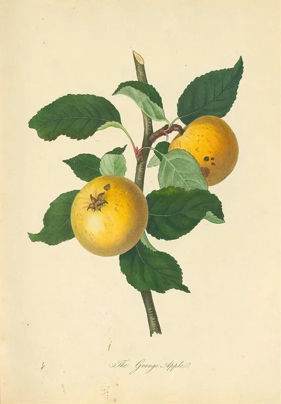 Grange Apple Wall Art by Thomas Andrew Knight - High-Resolution Digital Print