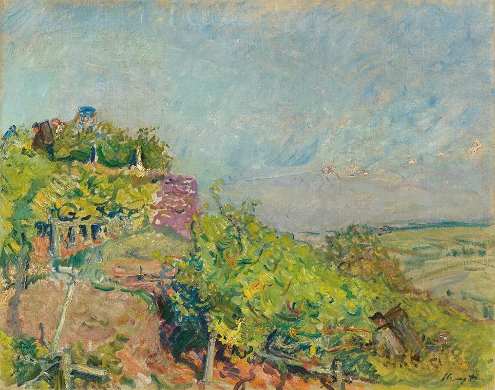 Grape Harvest At Neukastel