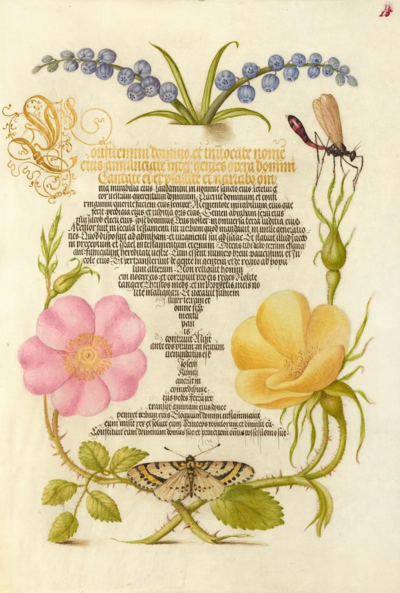 Grape Hyacinth Wasplike Insect Eglantine Austrian Brier And Magpie Moth
