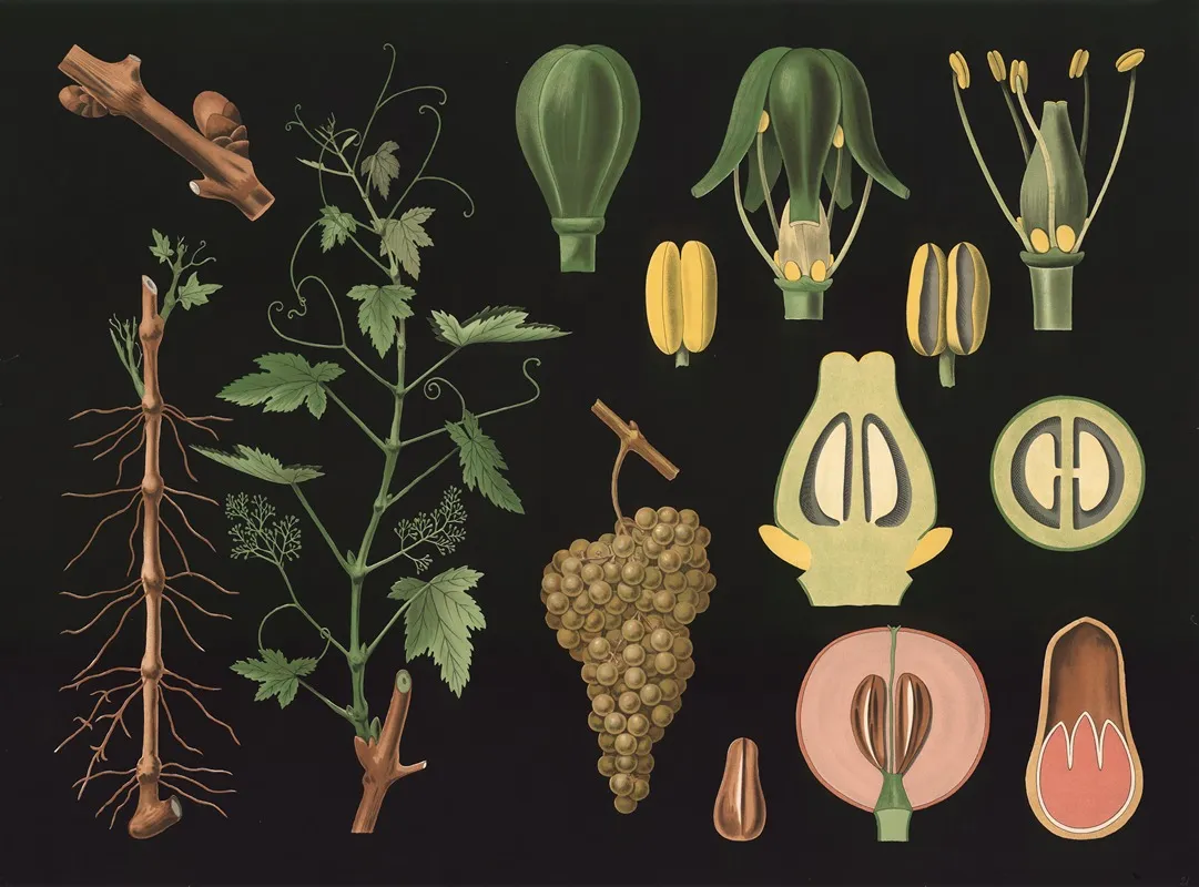 Grape Vine Vitis Vinifera Wall Art by Gottlieb von Koch - High-Resolution Digital Print