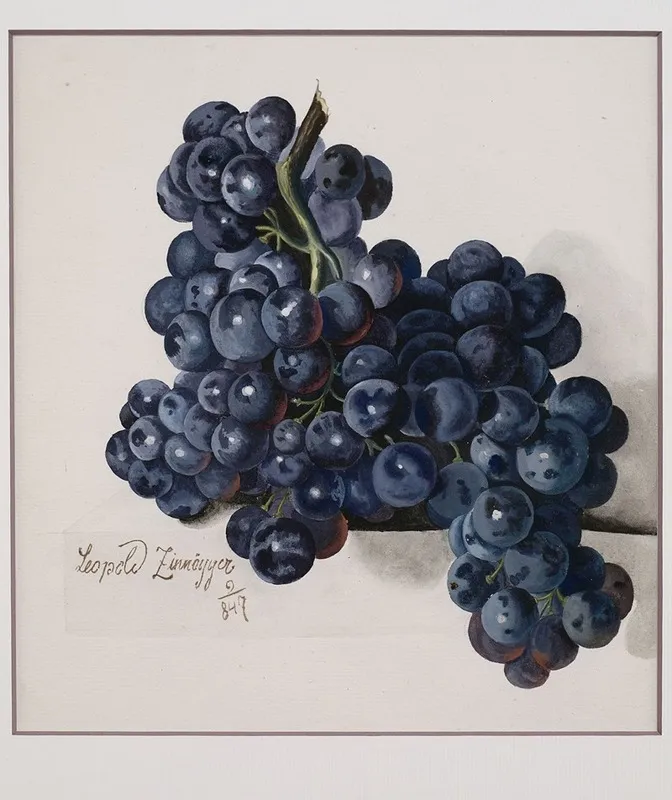 Grapes 3 Wall Art by Leopold Zinnögger - High-Resolution Digital Print