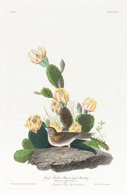 Grass Finch Or Bay Winged Bunting Wall Art by John James Audubon - High-Resolution Digital Print