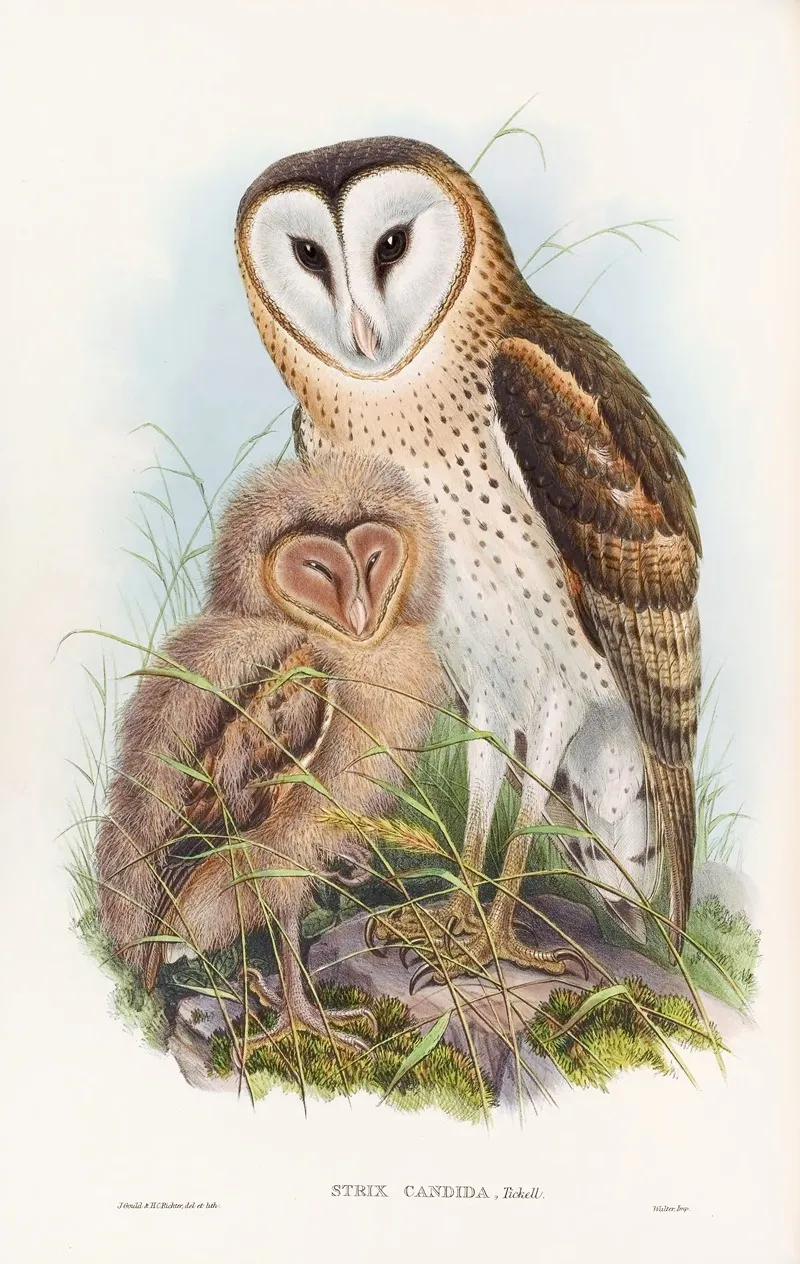 Grass Owl Wall Art by John Gould - High-Resolution Digital Print