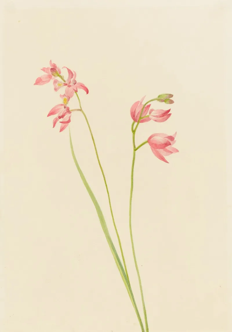 Grass Pink Orchid Limodorum Tuberosum 2