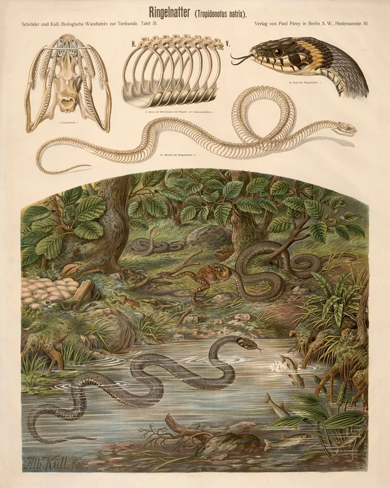 Grass Snake Tropidonotus Natrix