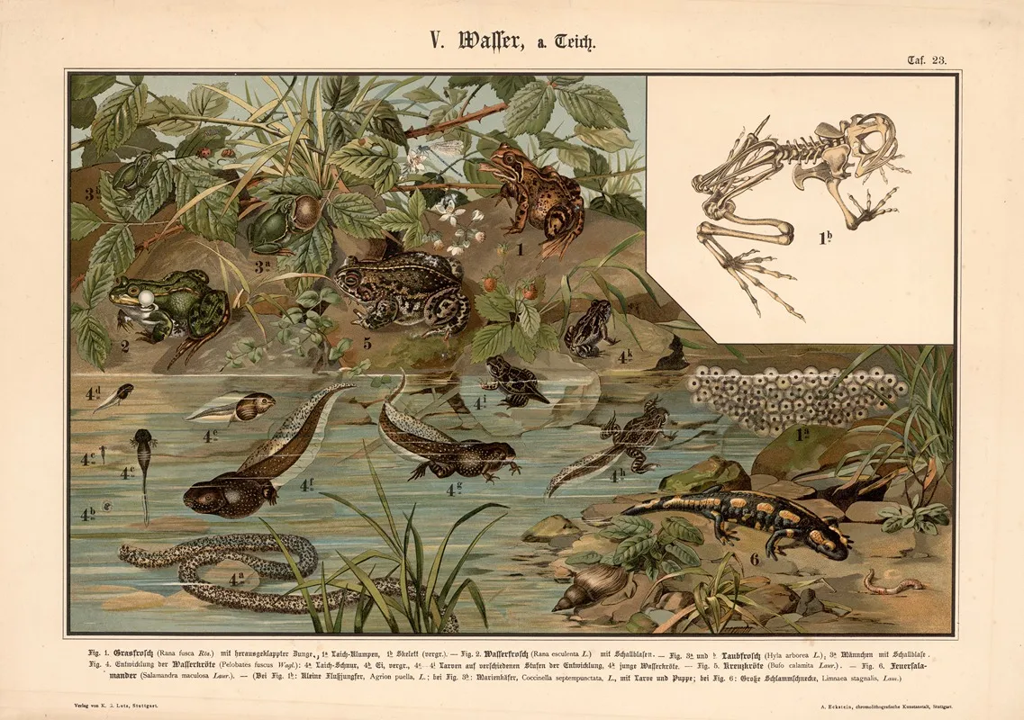 Grass Water And Tree Frogs Lizards Toads And Salamanders