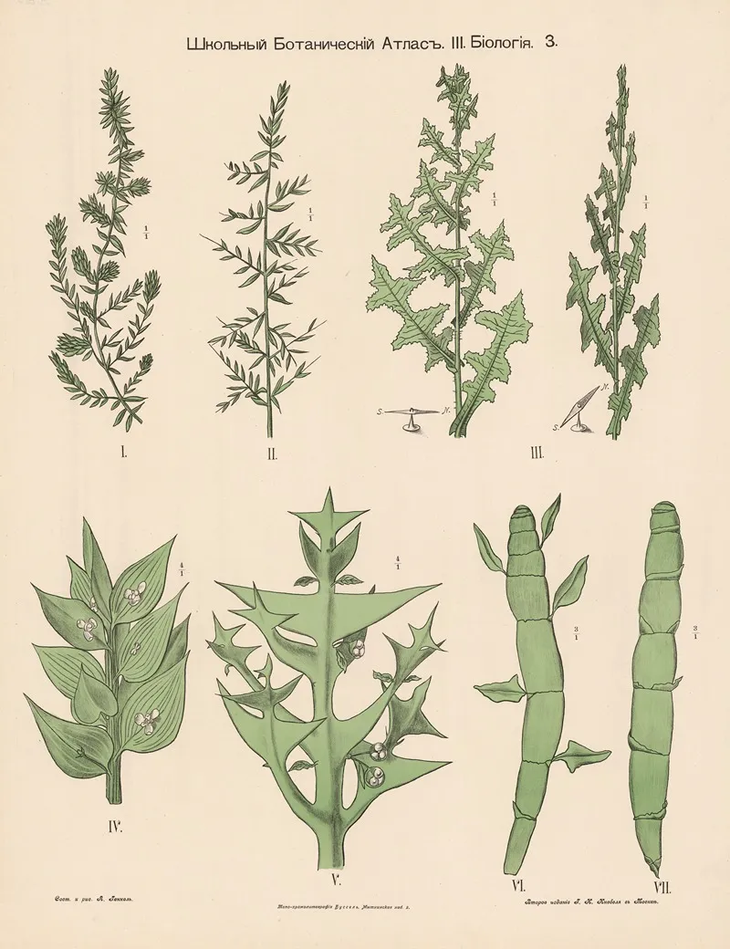 Grasses Wall Art by Alexander-Paul Henckel - High-Resolution Digital Print
