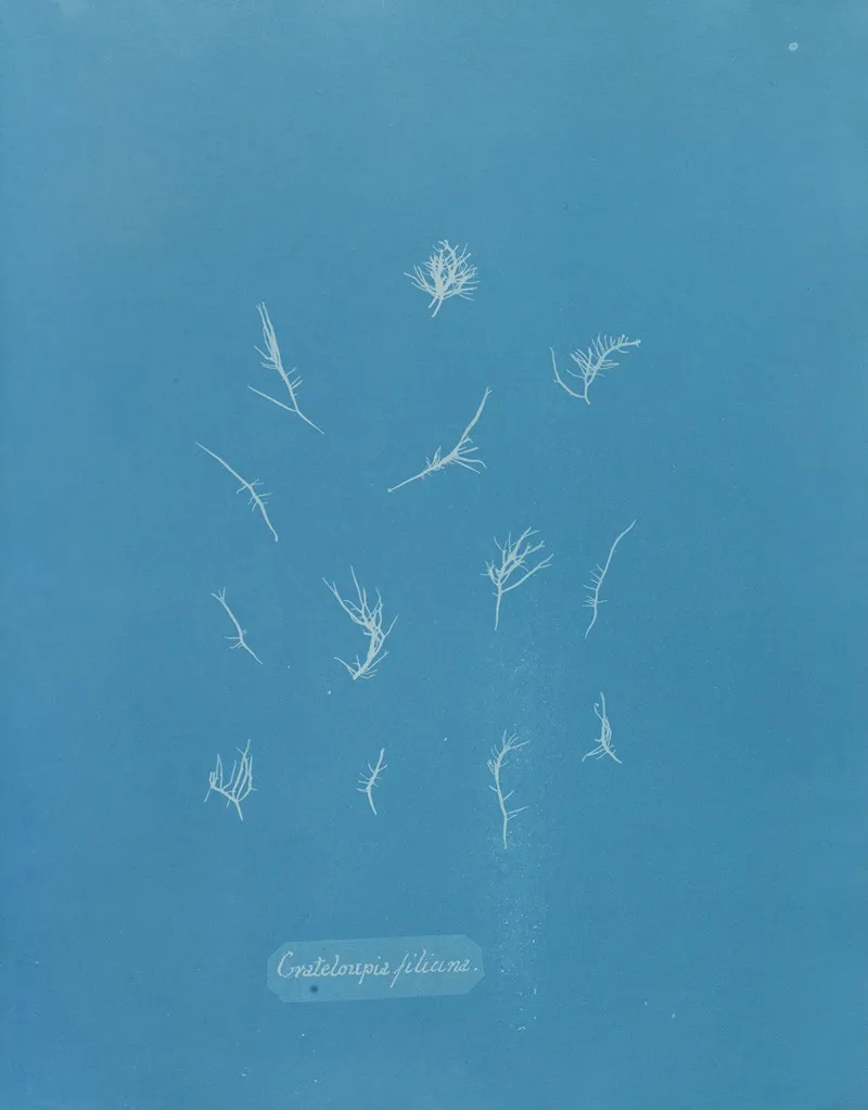 Grateloupia Filicina 2 Wall Art by Anna Atkins - High-Resolution Digital Print