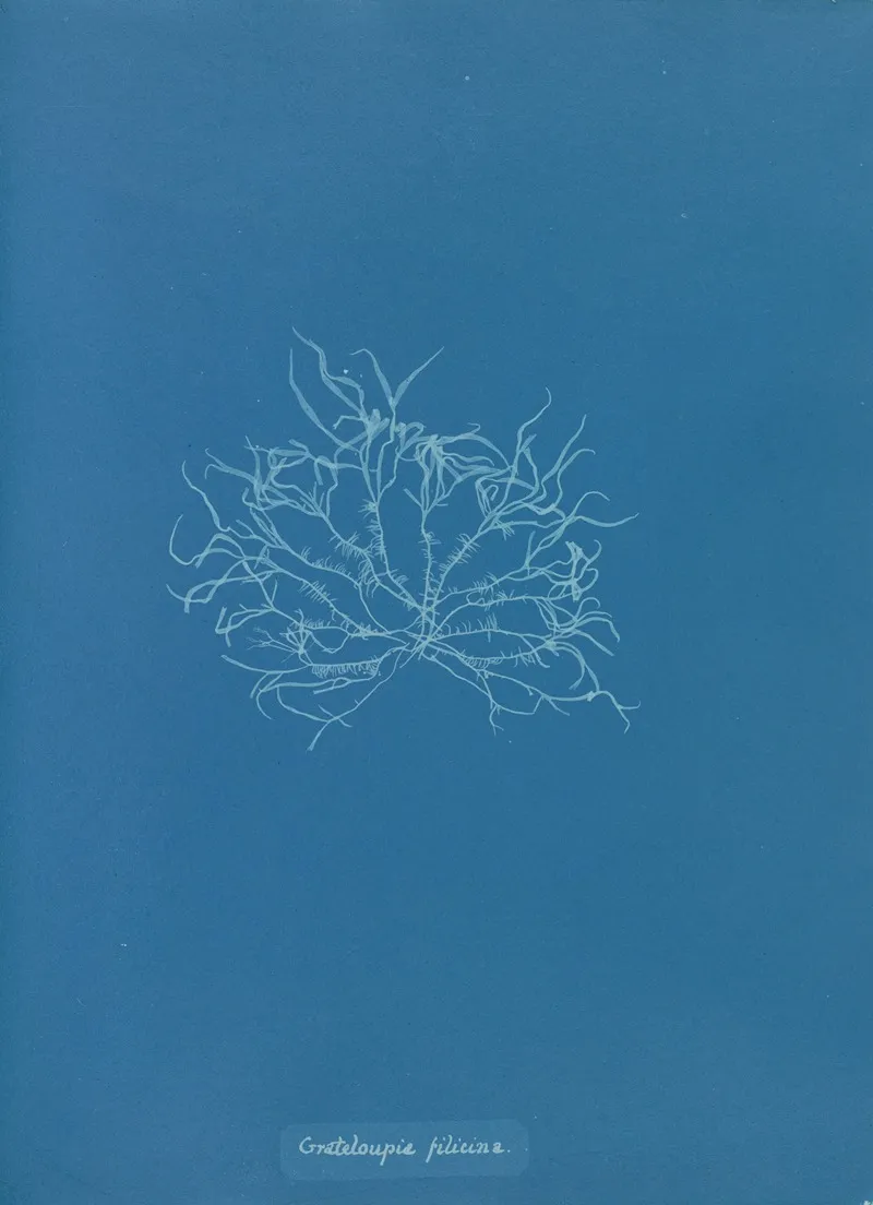 Grateloupia Filicina Wall Art by Anna Atkins - High-Resolution Digital Print