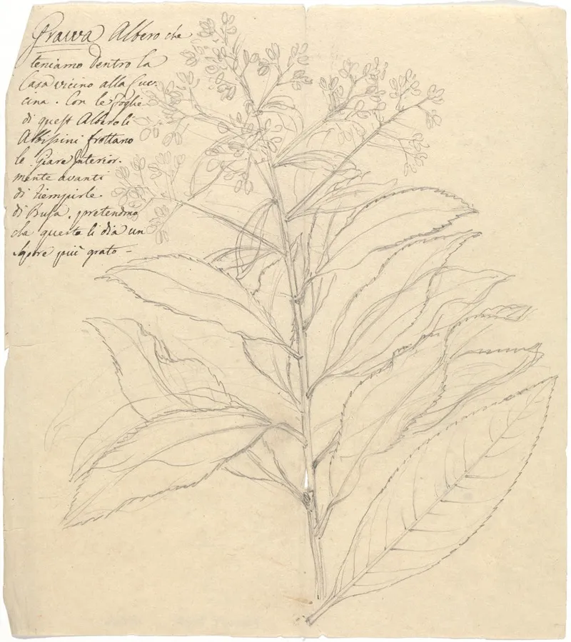 Grawa Vernonia Amygdalina