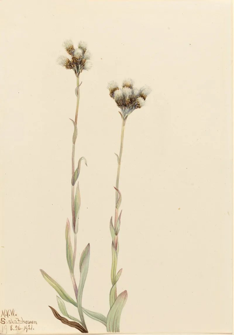 Gray Pussytoes Antennaria Howellii