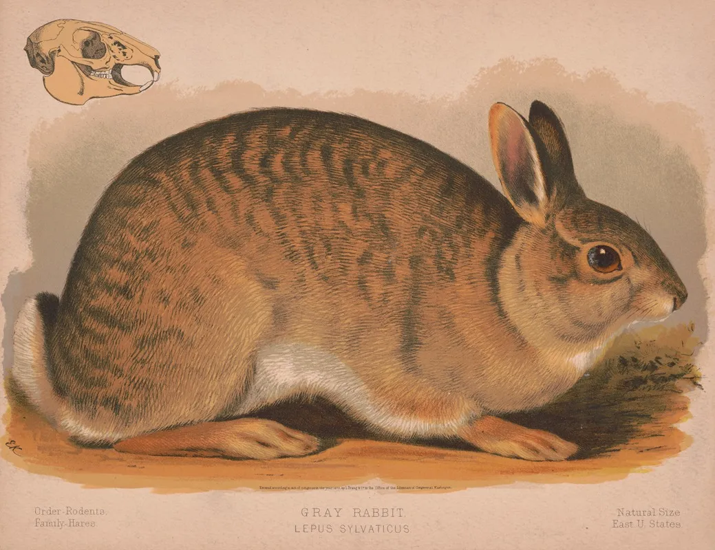 Gray Rabbit Lepus Sylvaticus