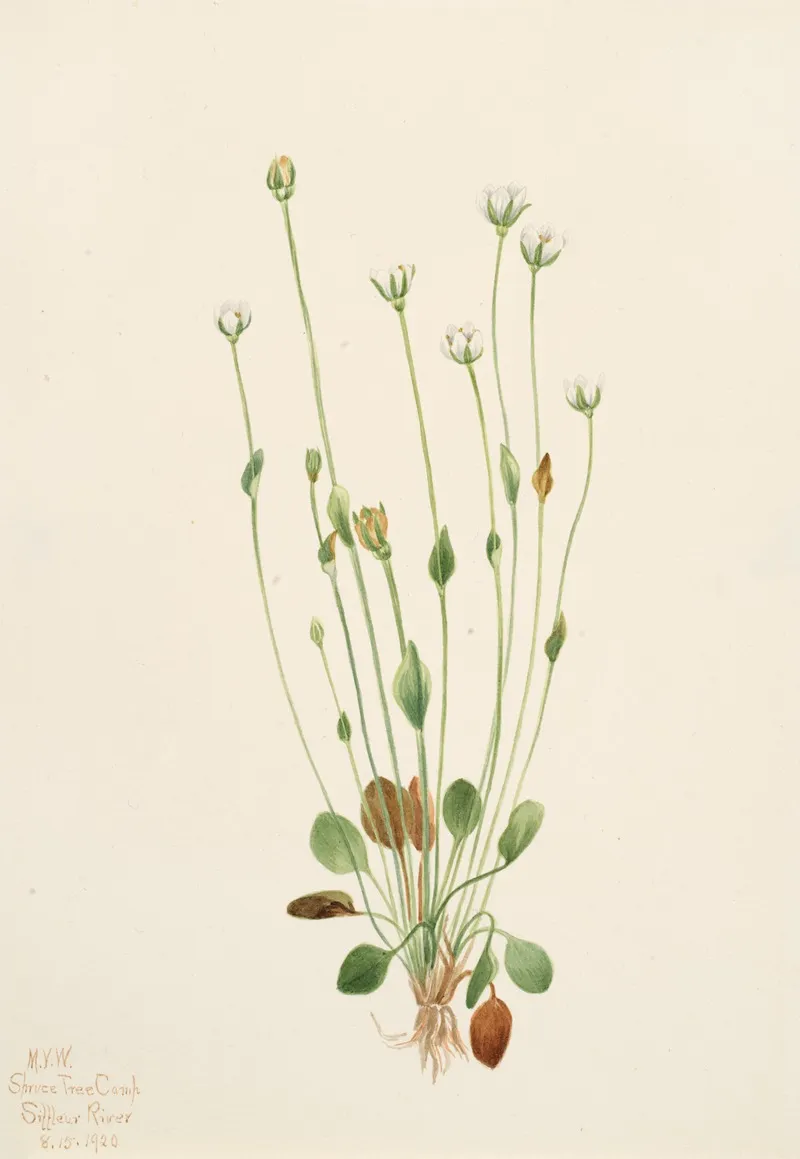 Gray Ragwort Senecio Canus