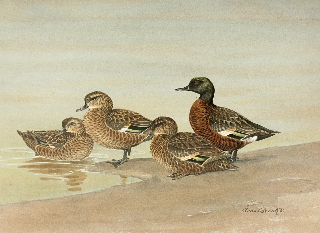 Gray Teal Chestnut Breasted Teal Wall Art by Allan Brooks - High-Resolution Digital Print