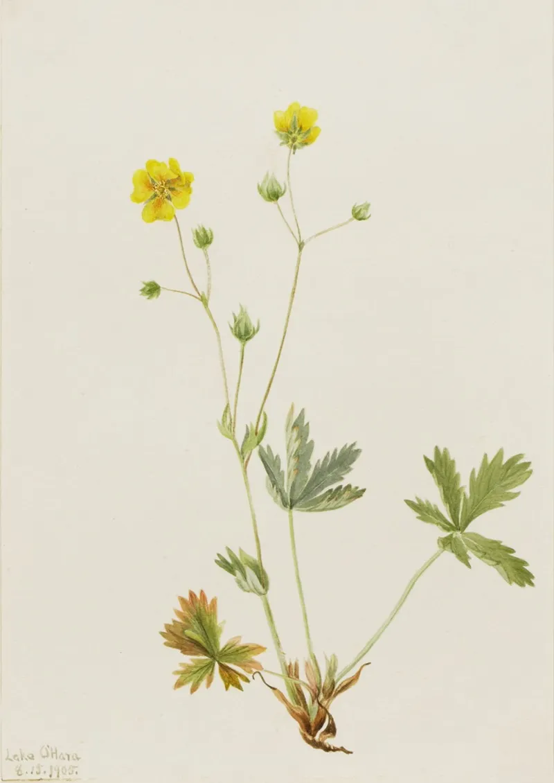 Grayleaf Fivefinger Potentilla Glaucophylla