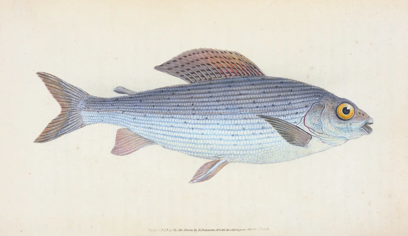 Grayling Salmo Thymallus Wall Art by Edward Donovan - High-Resolution Digital Print