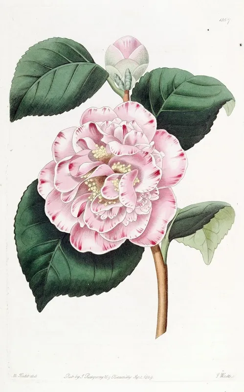 Grays Invincible Camellia Wall Art by Sydenham Edwards - High-Resolution Digital Print