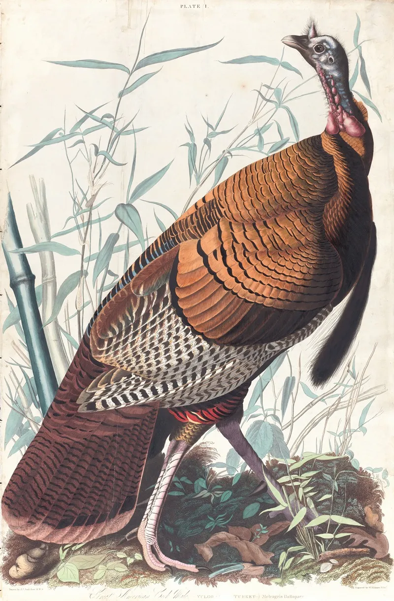 Great American Cock Wall Art by John James Audubon - High-Resolution Digital Print
