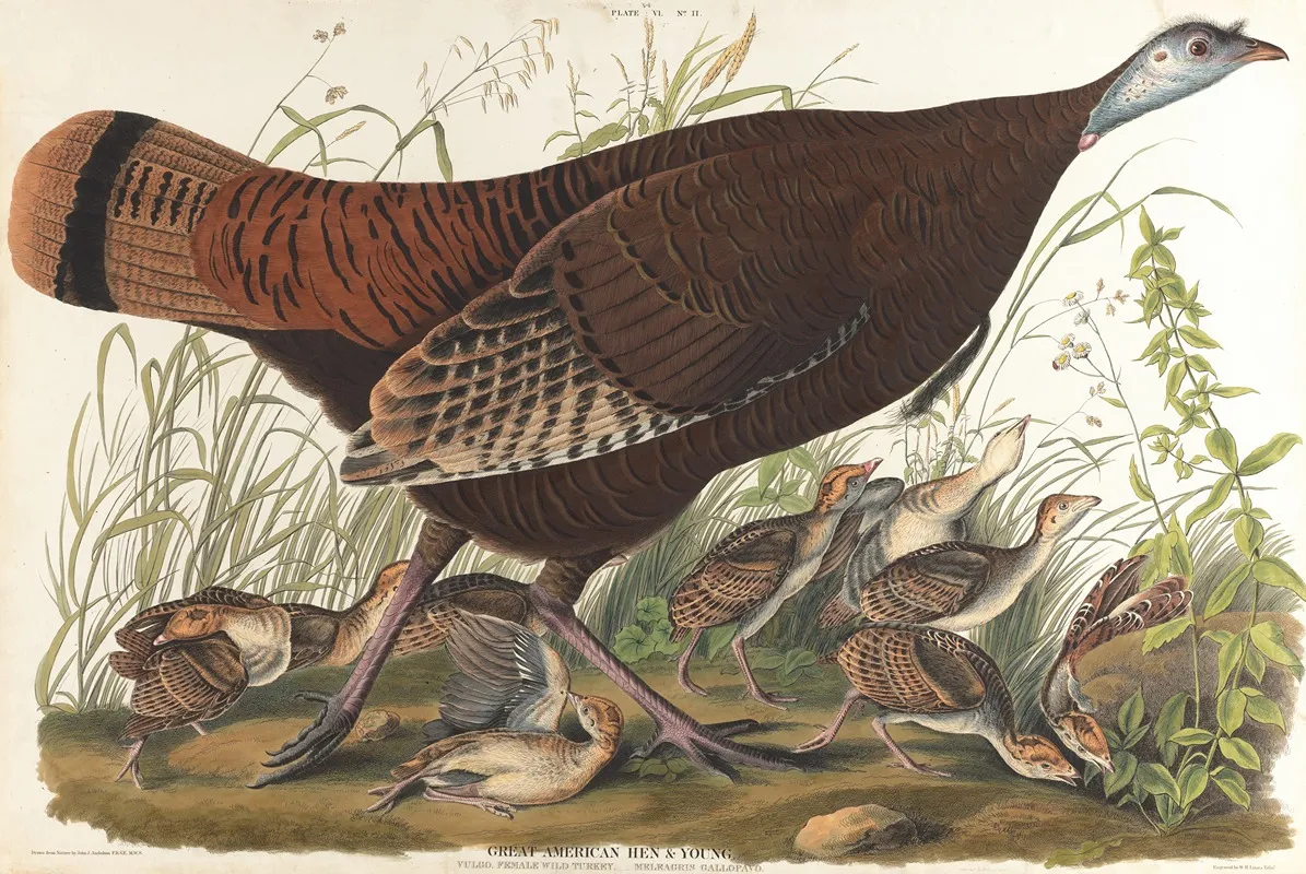 Great American Hen Young Wall Art by John James Audubon - High-Resolution Digital Print