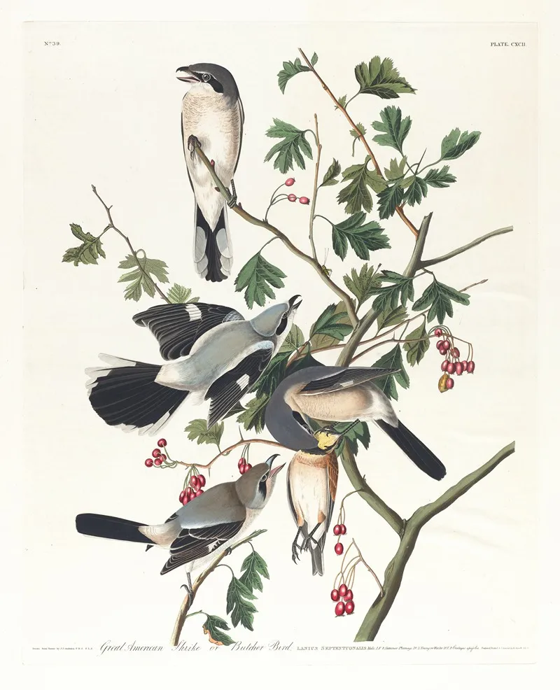 Great American Shrike Or Butcher Bird Wall Art by John James Audubon - High-Resolution Digital Print