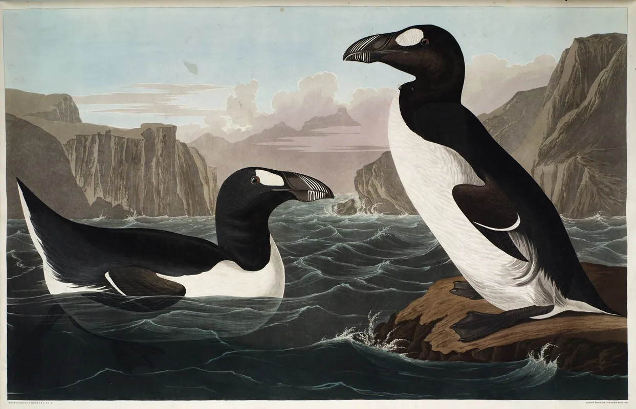 Great Auk 2 Wall Art by John James Audubon - High-Resolution Digital Print