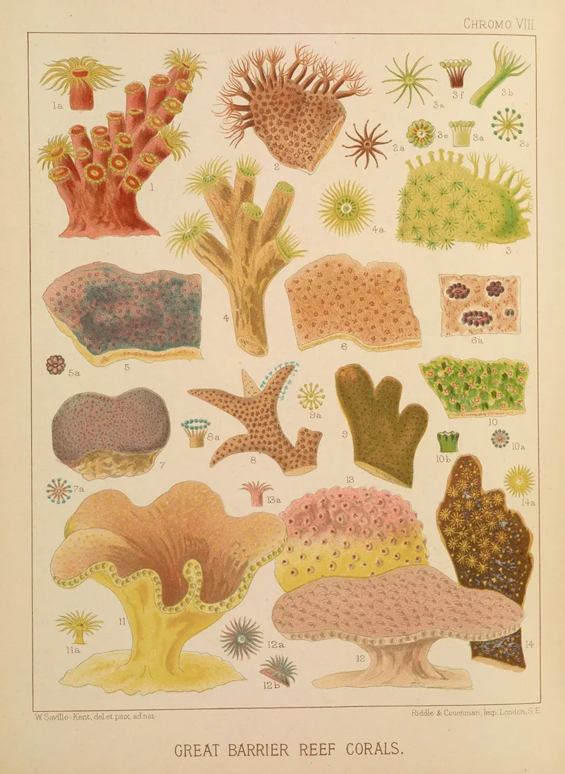 Great Barrier Reef Corals Ii Wall Art by William Saville-Kent - High-Resolution Digital Print