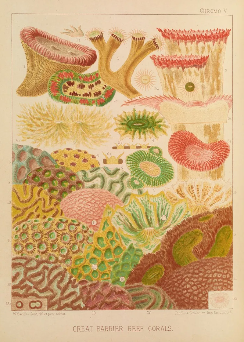 Great Barrier Reef Corals Wall Art by William Saville-Kent - High-Resolution Digital Print