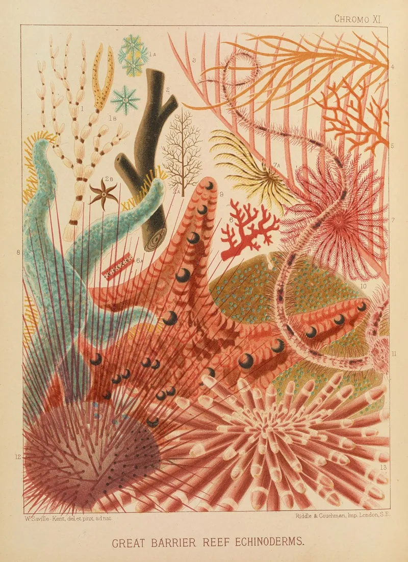 Great Barrier Reef Echinoderms Wall Art by William Saville-Kent - High-Resolution Digital Print